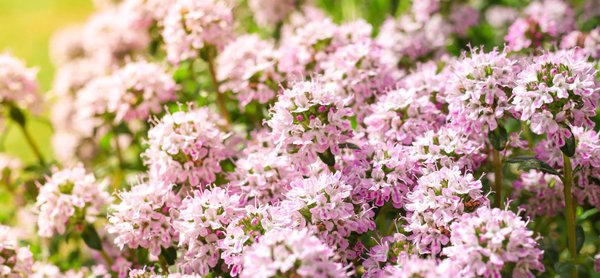 Le thymus : Une clé du fonctionnement immunitaire méconnue