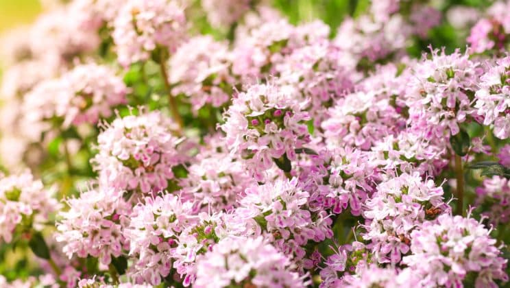 Le thymus : Une clé du fonctionnement immunitaire méconnue